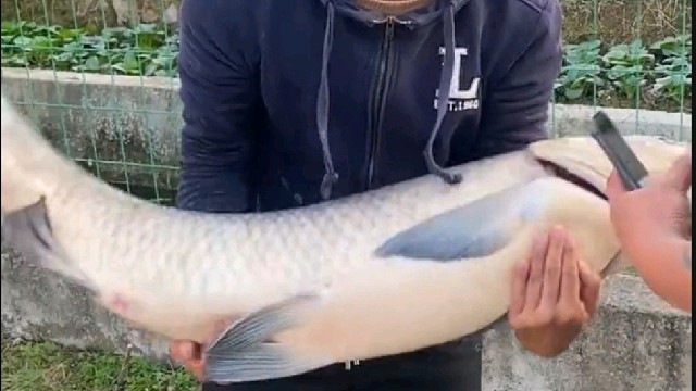 哎哟，这鱼真肥啊……