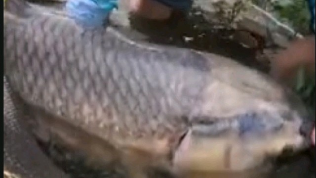 两人合力才把巨物拉上来……