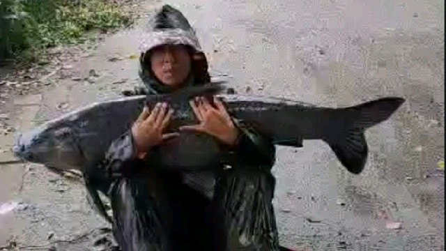 鱼太重了站不起来了……