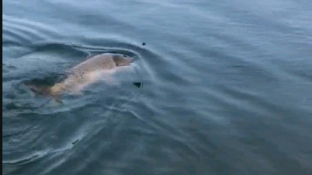 不是巨物也开心