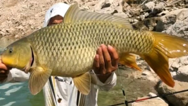 来咯来咯，大鱼来咯……