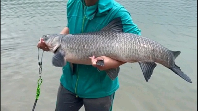 它来啦它来啦，它甩着尾巴过来了……