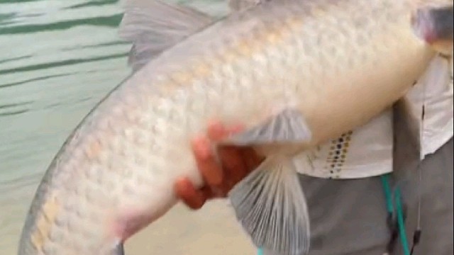 不算巨物但也不小