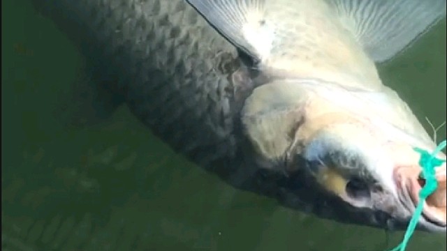 钓鱼人绝不空手而归……