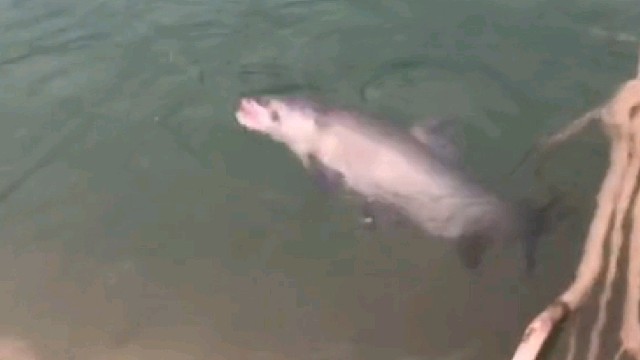 溜鱼都溜累了，鱼大哥你就上岸吧……