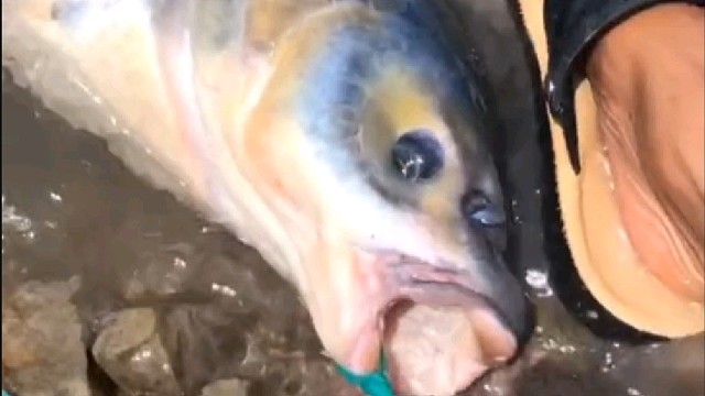 来了个鱼小哥……