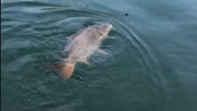 个头不大，力气不小……