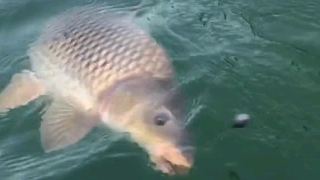 哪里跑？束手就擒吧……