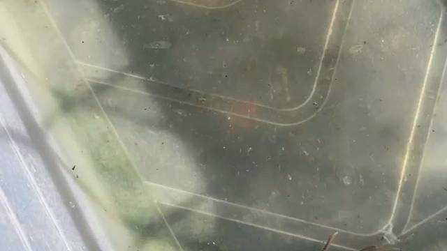 新来的小伙伴小蟹蟹