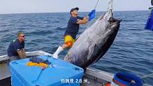 【我又不钓鱼、、】这个渔民用10小时钓到615斤的蓝鳍金枪鱼，卖出喜人的天价