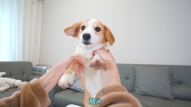 第一次带着狗生骑车