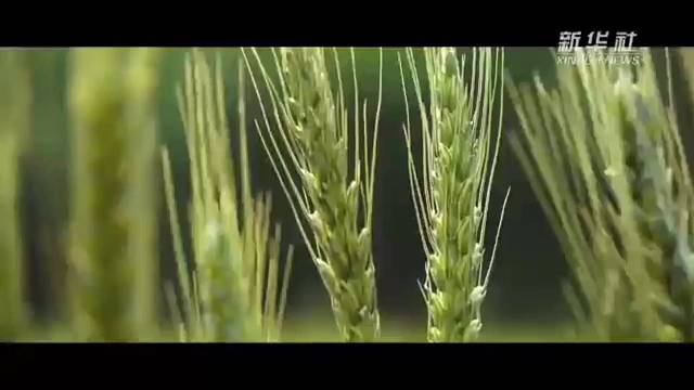 让中国人的饭碗牢牢端在自己手中