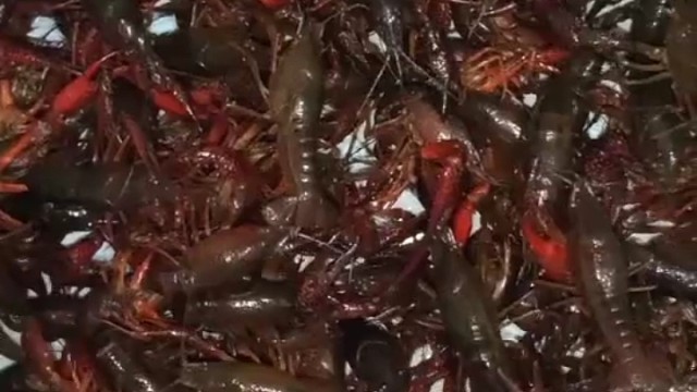 恭喜两个大哥中的20斤龙虾，4份虾尾马上安排