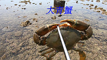 退潮后珊瑚礁边的螃蟹特别多，阿平抓到了大青蟹和傻瓜蟹