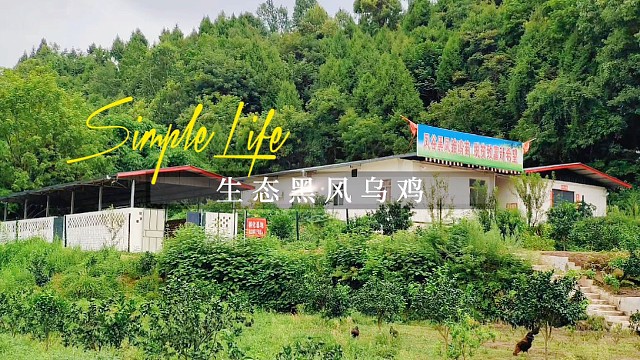 黑风乌鸡绿壳鸡蛋林下散养土鸡放养