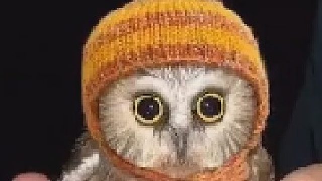 你想养哪一只呢？动物们小时候都好可爱！