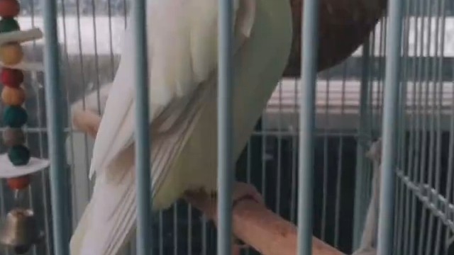 可爱小鸟人视频——防止新手入坑（第一集）