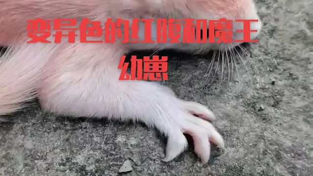 宠物松鼠幼崽变异色松鼠