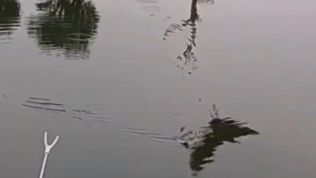 男子河边钓鱼遭三次鸟打劫