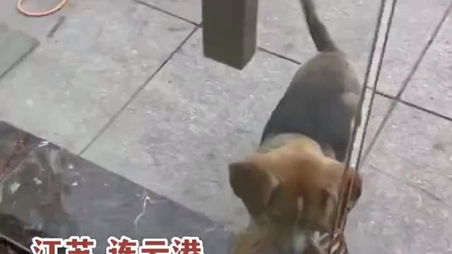 六岁狗子每天帮主人买冰棍，叼筐来回看呆老板！