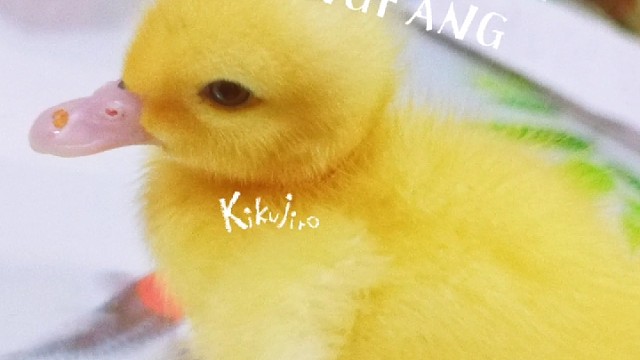 谁能拒绝一只这么可爱的鸭鸭呢/{dx/{dx