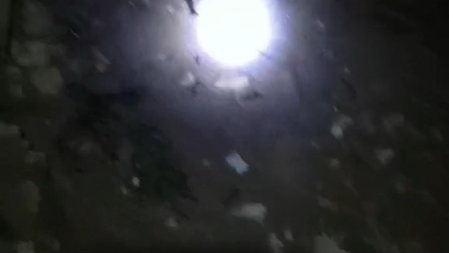 谁知道这是什么品种啊？