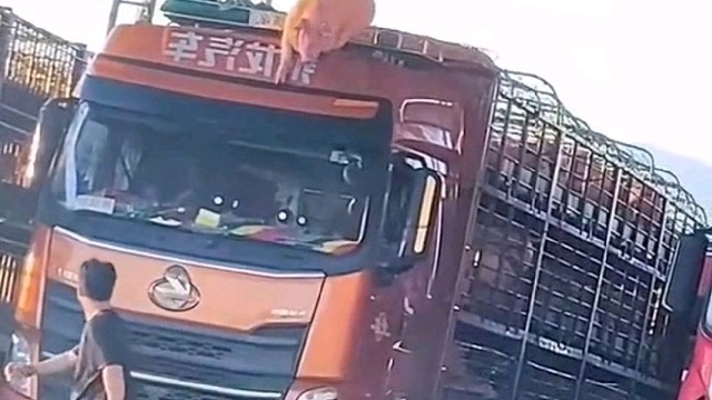 猪:真的会疼！！！