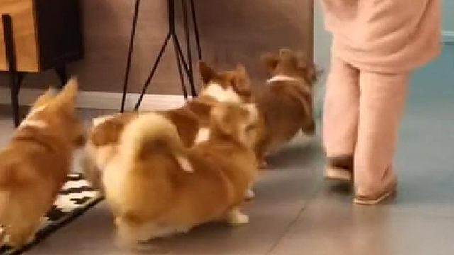 四只柯基小弟啥感受？当大哥还是不错的！