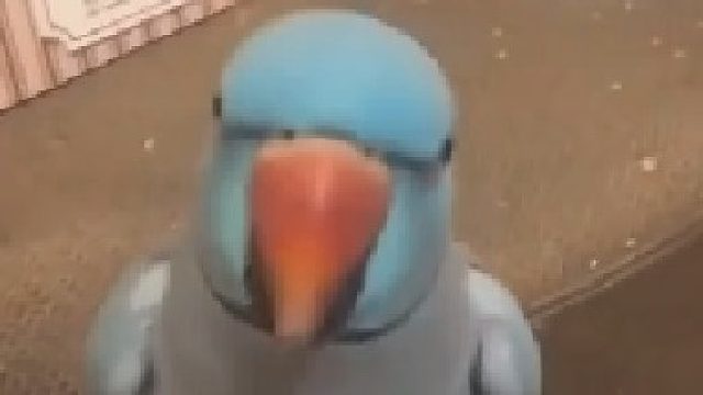 我没见过你这么自恋的鹦鹉！别害羞啊！