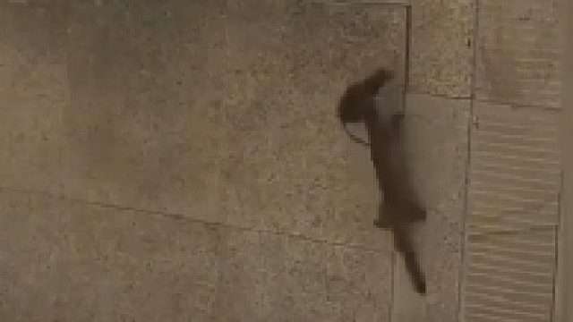 一定是老鼠的问题！我都怀疑我自己了！