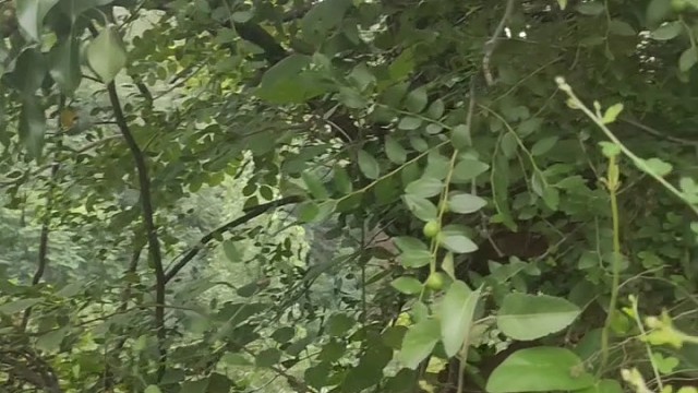 晚饭玉米加韮花，煎饼加韭菜