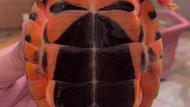 越南品种极品大米底