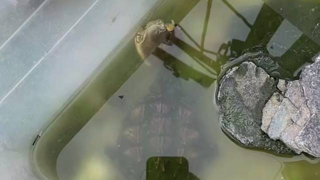 蟹蟹你这是肿么了