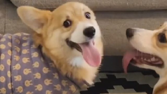 狗子的嫉妒心也太重了！也是妈妈对不起你！