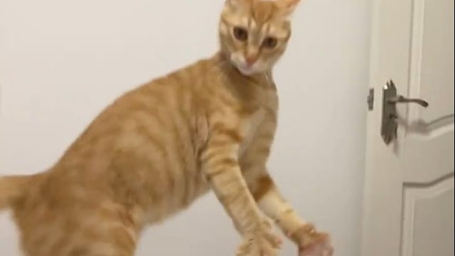 猫：什么玩意吓我一跳