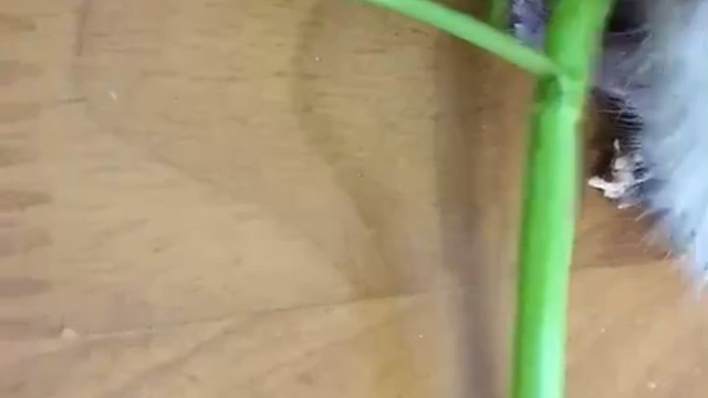 城里的耗子就是不一样，毛都是炸起来的