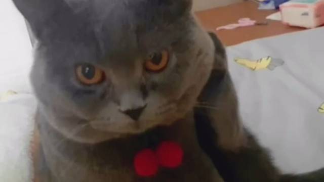 对对对，你得脖子最长了