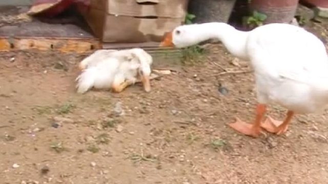 弟弟脖子弯曲不能直立，鹅哥哥一直用生命保护着弟弟！