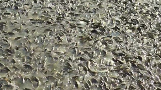 你敢来钓鱼吗敢不敢？