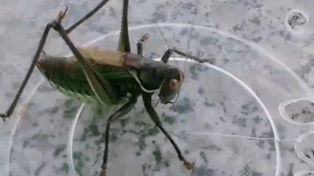 野生大蝈蝈和各类天牛