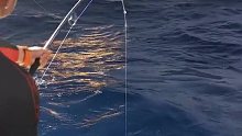 海钓手搏100+金枪鱼，和大鱼搏斗的过程，这也太过瘾了吧！ (4)