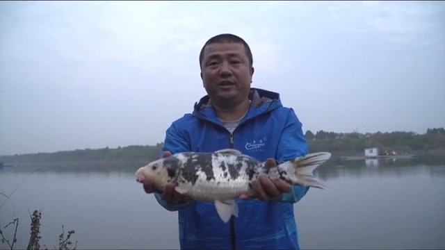 野外居然能钓到锦鲤！