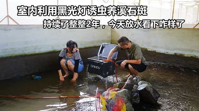 利用黑光灯诱虫养溪石斑，过去整整2年了，今天放水看下养鱼效果