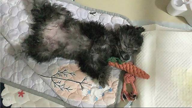 怎么可爱的修沟，谁不爱呢