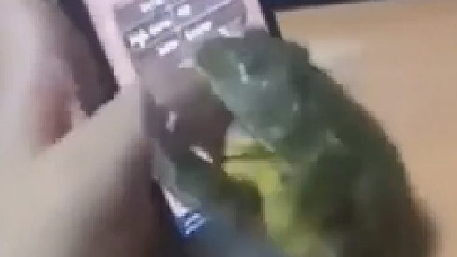 百因必有果，谁叫你骗我的？