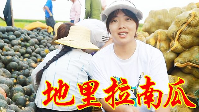 陕北农户自种南瓜销不出，农村晓儿地里看货，拉上一大回库房开卖