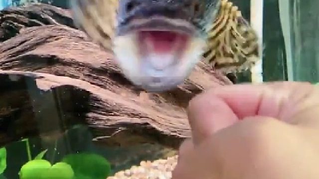 卧槽，跟谁俩呢 来单挑啊！