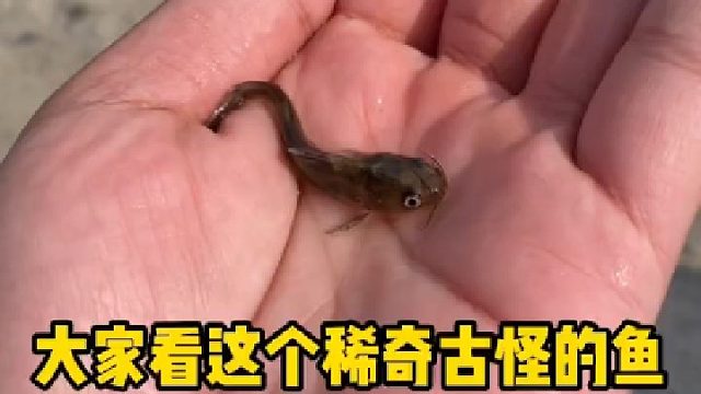 大家看这个稀奇古怪的鱼怎么样