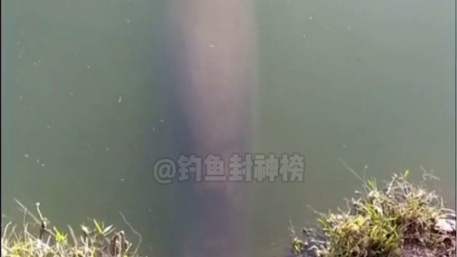 大鱼吃东西太吓人了