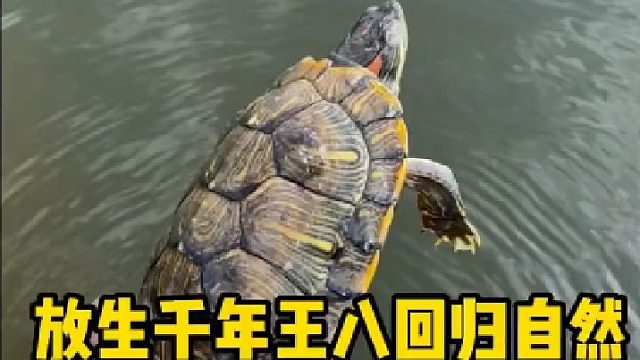 放生千年王八小万年回归大自然